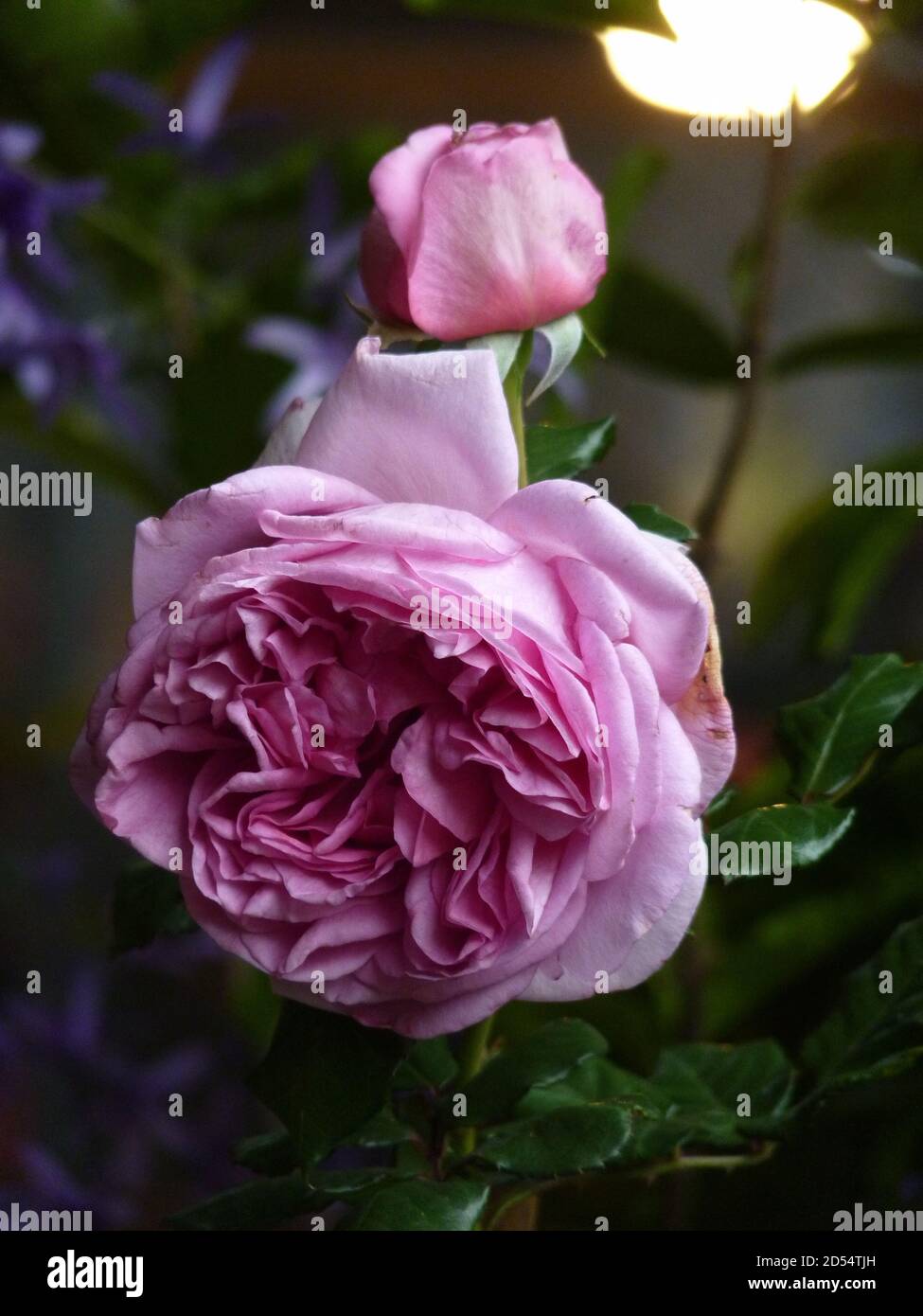 Closeup shot of a beautiful rose on blurred background Stock Photo - Alamy