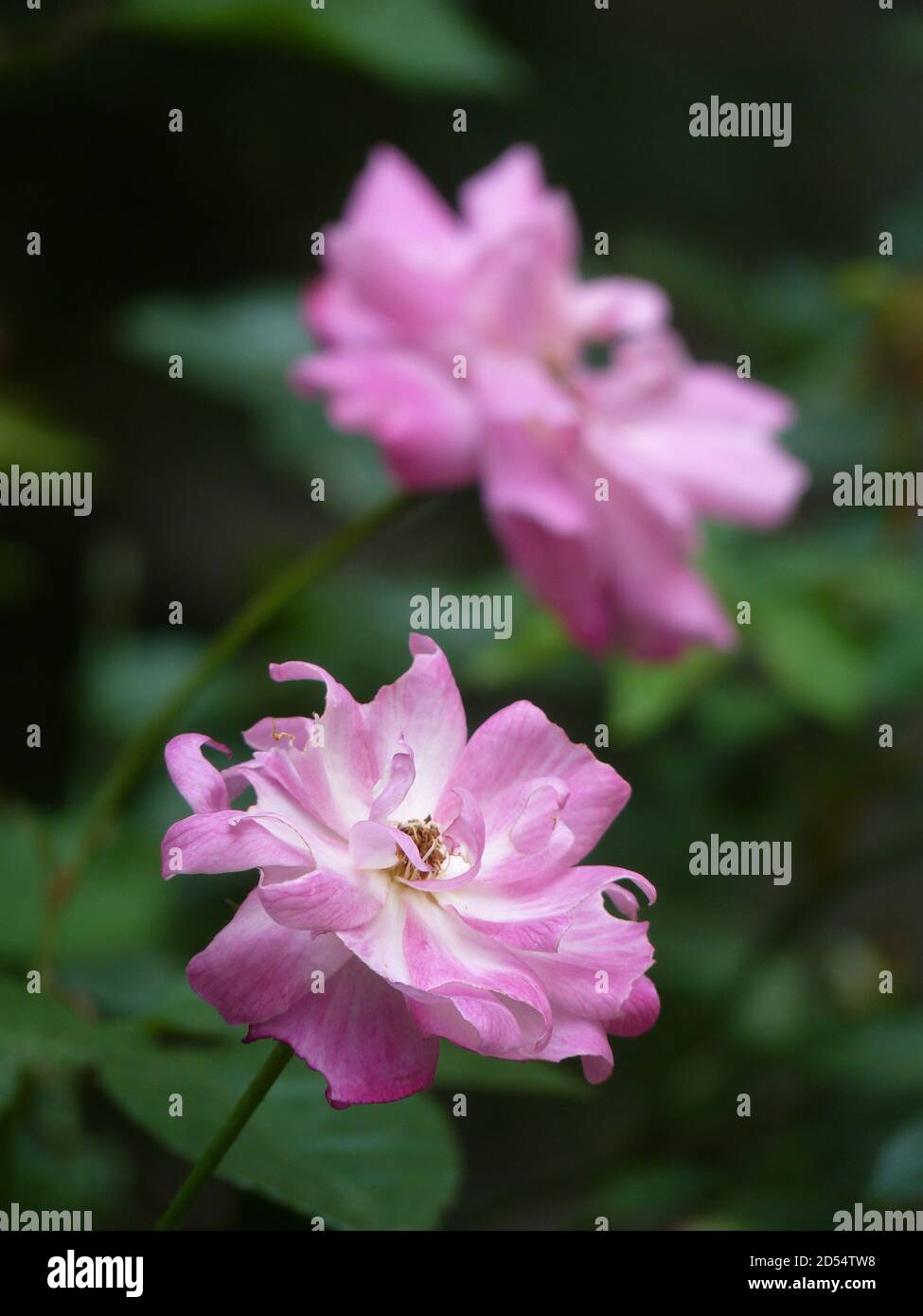 Closeup shot of beautiful pink roses on blurred background Stock Photo ...