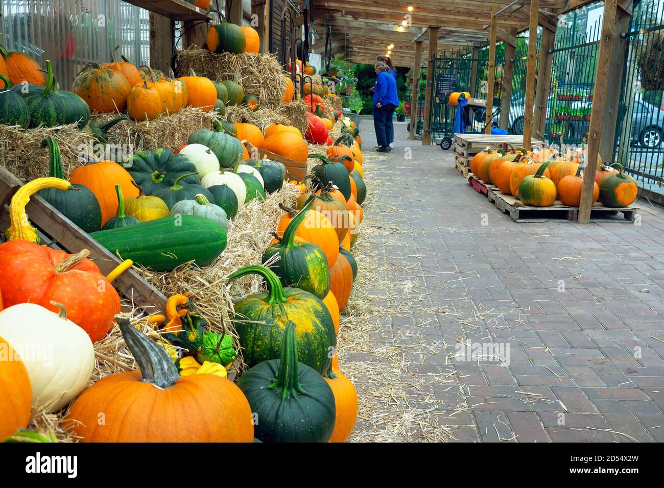 A wall of freshly harvested pumpkins on bales of straw undercover at a local market.  People in the background. Stock Photo