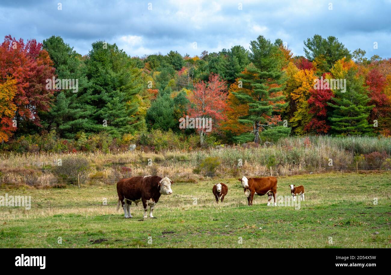 Connecticut, USA, 12 October 2020. Cows grazing against foliage in a cloudy day.   Credit: Enrique Shore/Alamy Stock Photo Stock Photo