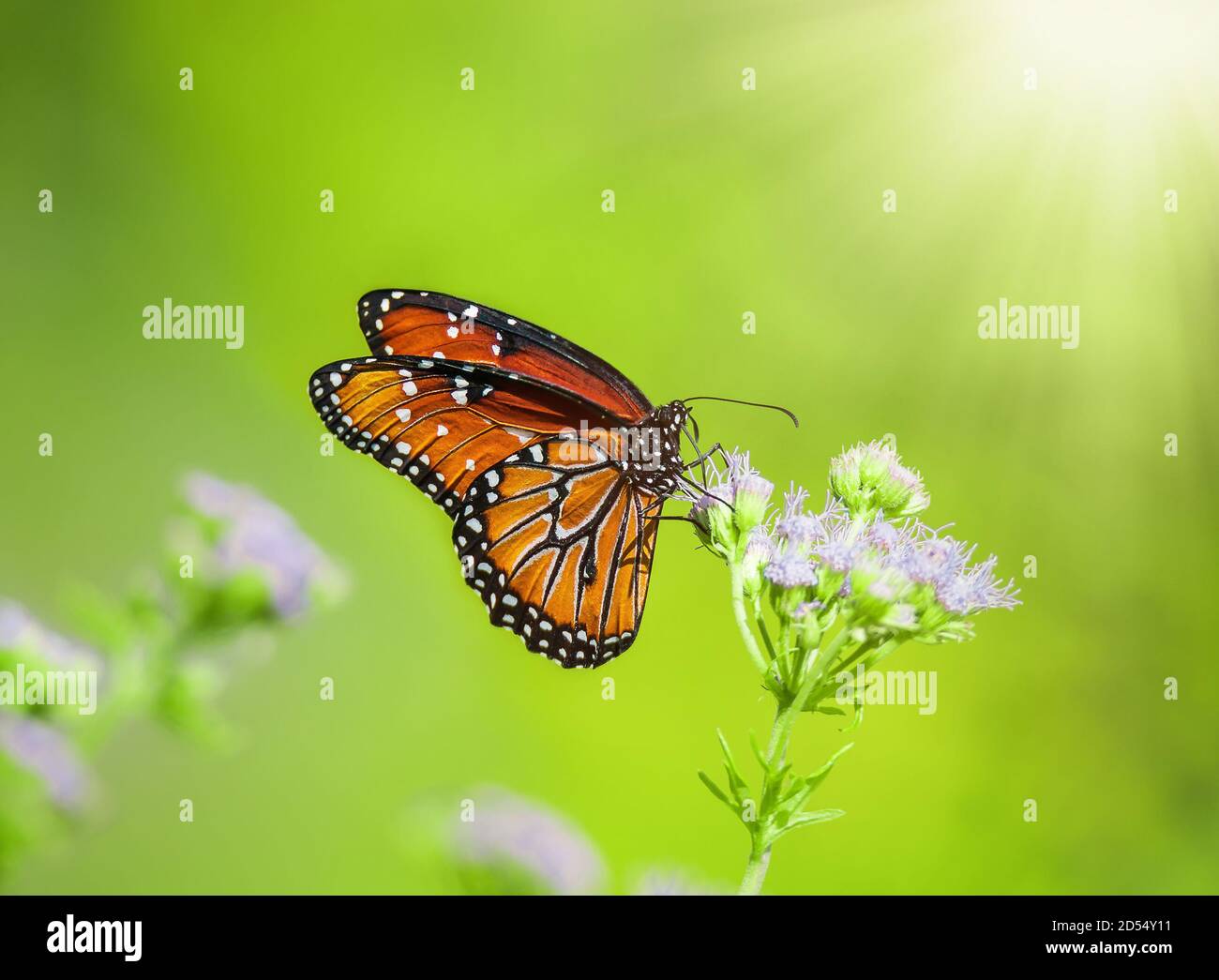 Queen butterfly (Danaus gilippus) feeding on Blue Mistflowers (Conoclinium greggii) on a sunny day. Natural green background with copy space. Stock Photo