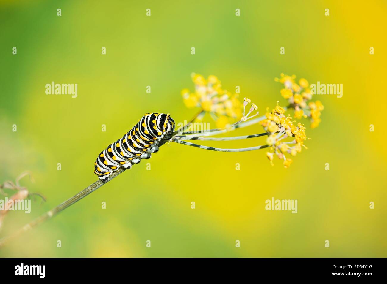 Black Swallowtail butterfly (Papilio polyxenes) caterpillar feeding on