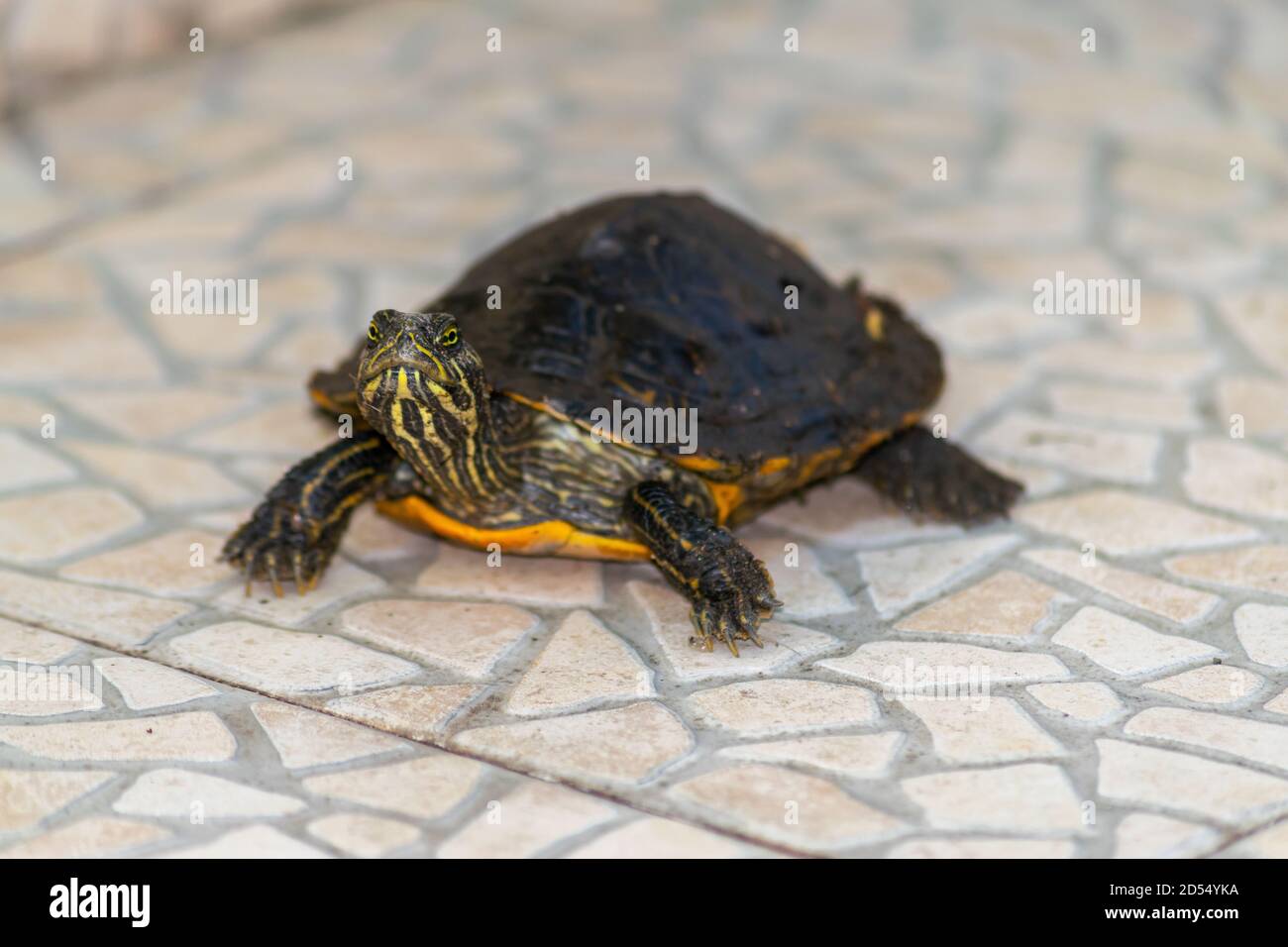 Mississippi turtle Stock Photo