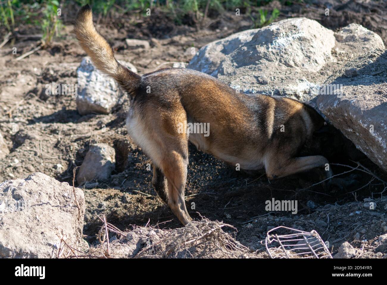Belgian Shepherd in rescue operation searching in ruined buildings Stock Photo