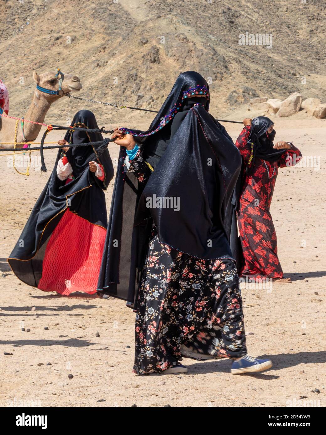 Hurghada, Egypt - October 1, 2020: The Bedouin women wearing national dress  guide the camels in the desert Stock Photo - Alamy
