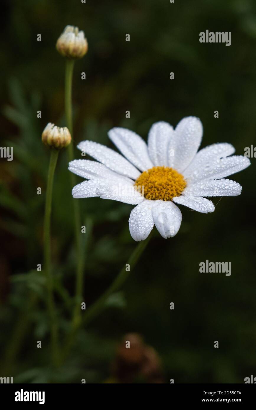 White Blooming Daisy Flower Covered with Morning Dew Stock Photo - Alamy