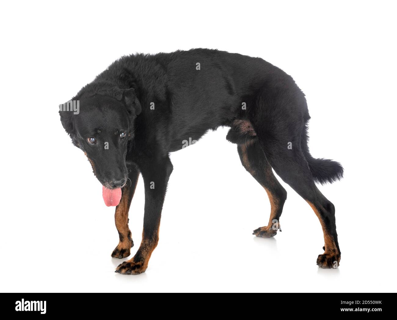 old beauceron in front of white background Stock Photo Alamy