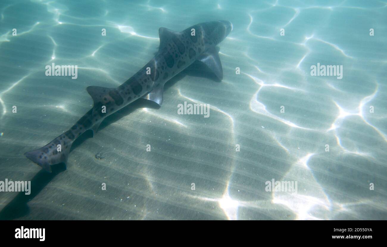 San Diego, California, USA. 12th Oct, 2020. A leopard shark swims in the warm, shallow ocean water at La Jolla Shores beach in the San Diego suburb of La Jolla. The sharks are regularly seen in the area in summer and fall and seeing them are a popular destination for tourists. Credit: K.C. Alfred/ZUMA Wire/Alamy Live News Stock Photo