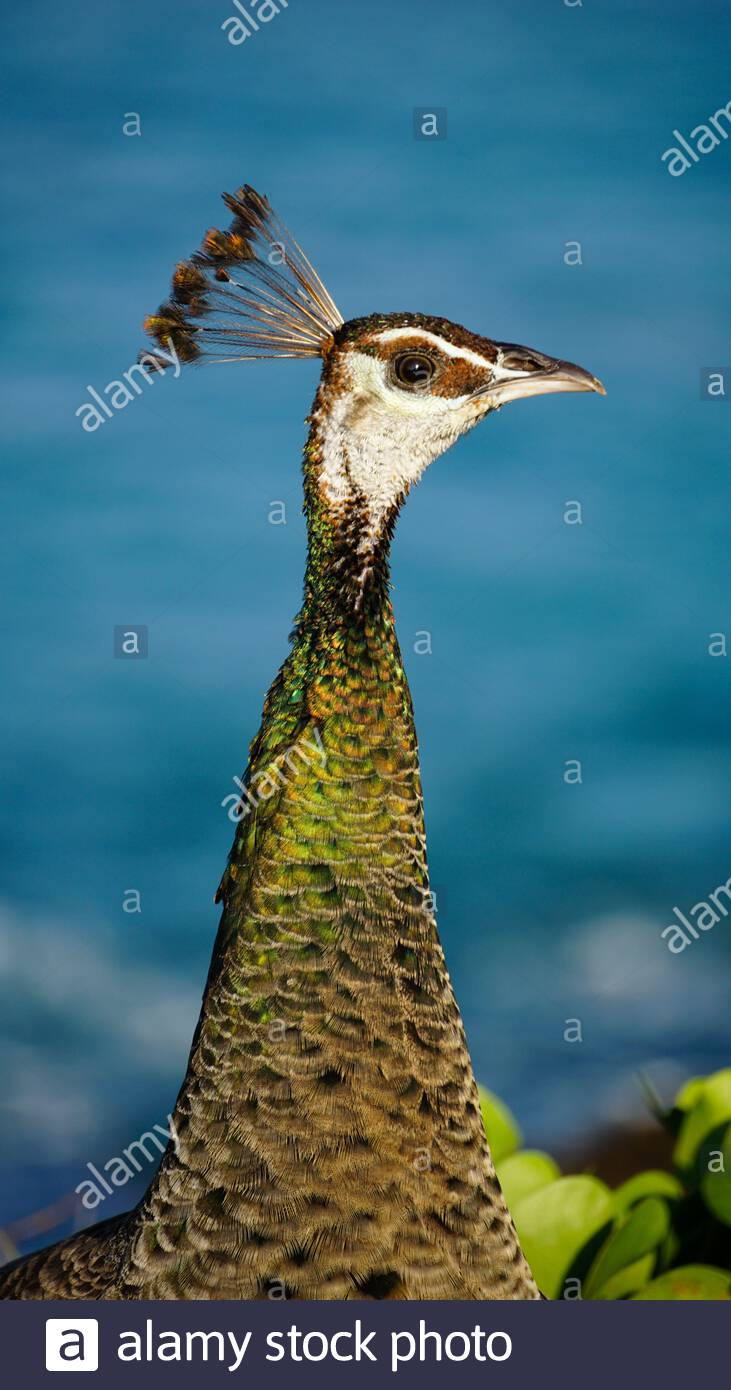 Close-up of a female peacock, Sri Lanka Stock Photo