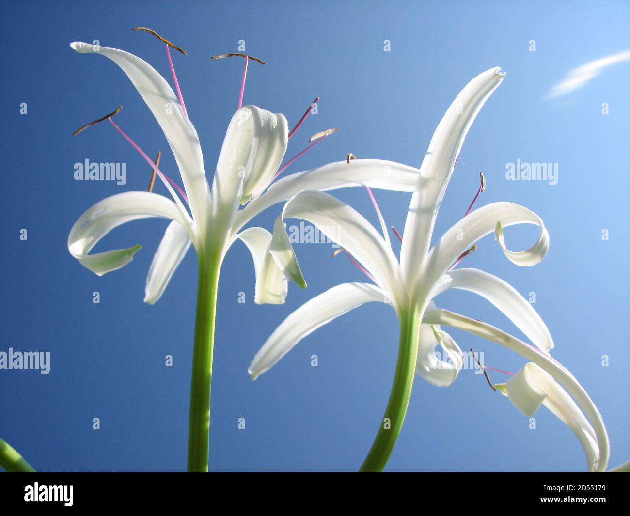 Low angle shot of beautiful white lilies under the sunlight Stock Photo ...
