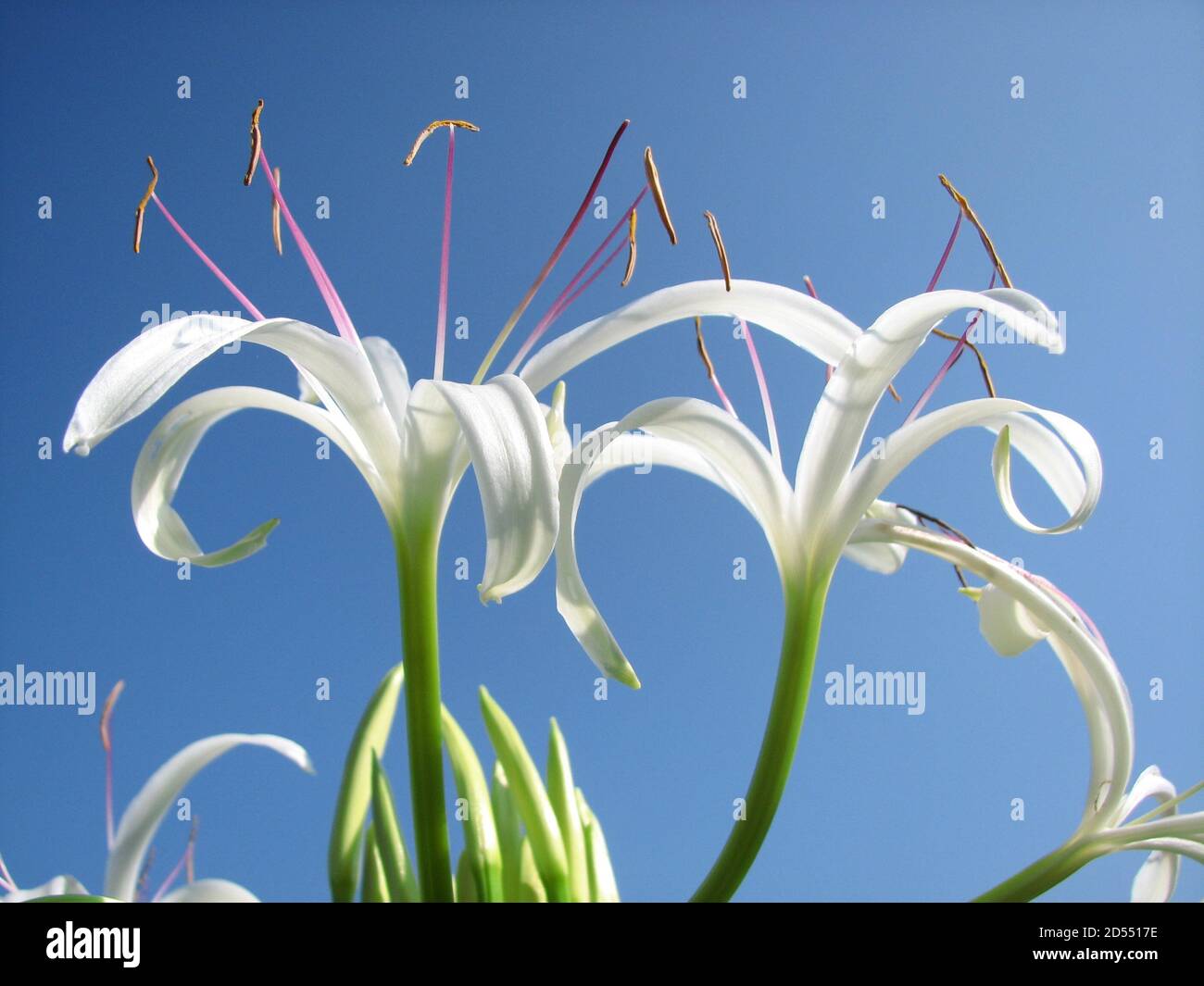 Low angle shot of beautiful white lilies under the sunlight Stock Photo ...