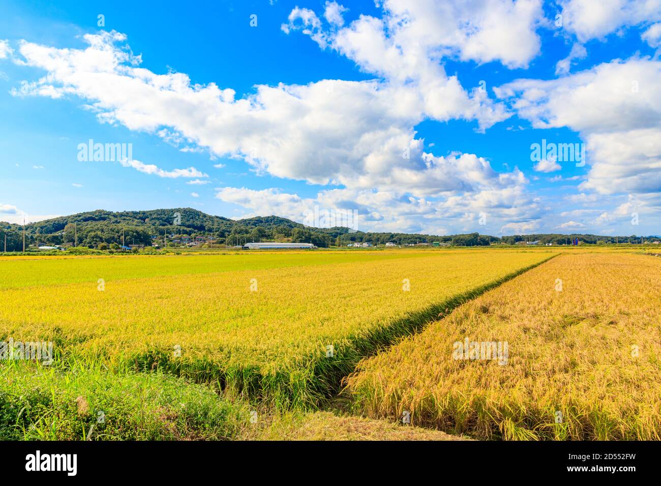Korean traditional rice farming. Rice farming landscape in autumn. Rice field and the sky in, Gimpo-si, Gyeonggi-do,Republic of Korea. Stock Photo