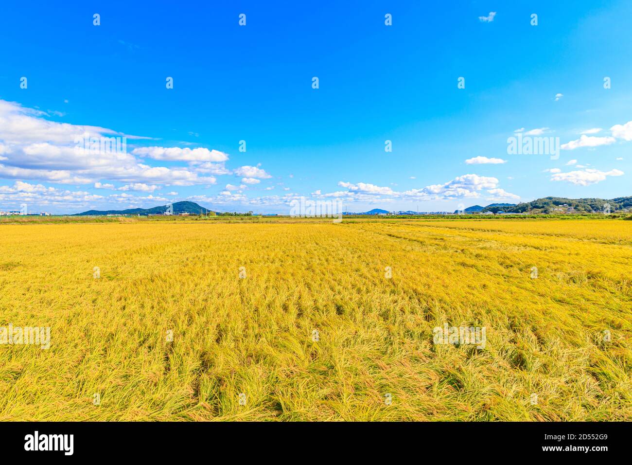 Korean traditional rice farming. Rice farming landscape in autumn. Rice field and the sky in, Gimpo-si, Gyeonggi-do,Republic of Korea. Stock Photo