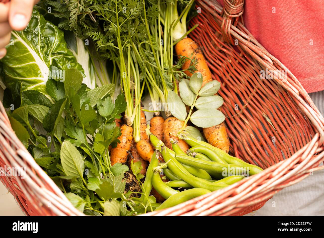 red basket with fresh picked vegetables in it Stock Photo
