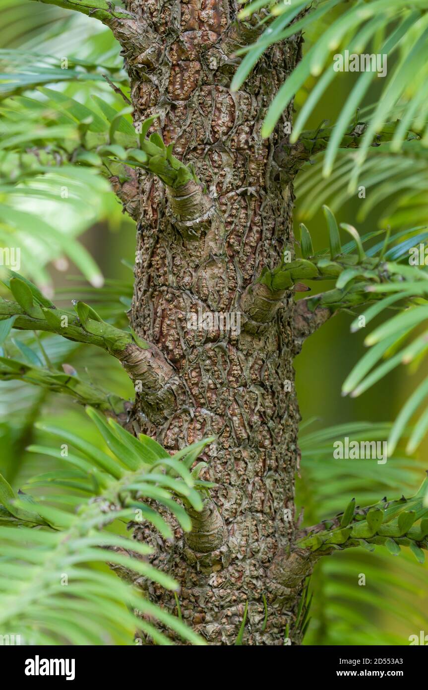 Wollemia nobilis, Wollemi pine tree, is a genus of coniferous tree in the family Araucariaceae Stock Photo