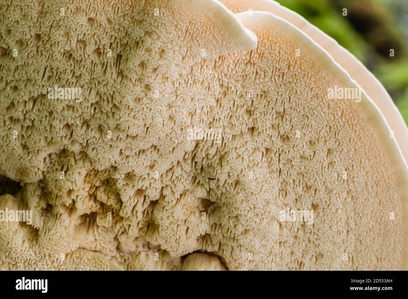 Underside of roof mushroom with sponge-like tissue Stock Photo
