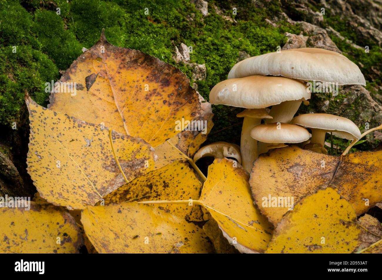Mushrooms growing on dead leaf bed Stock Photo Alamy