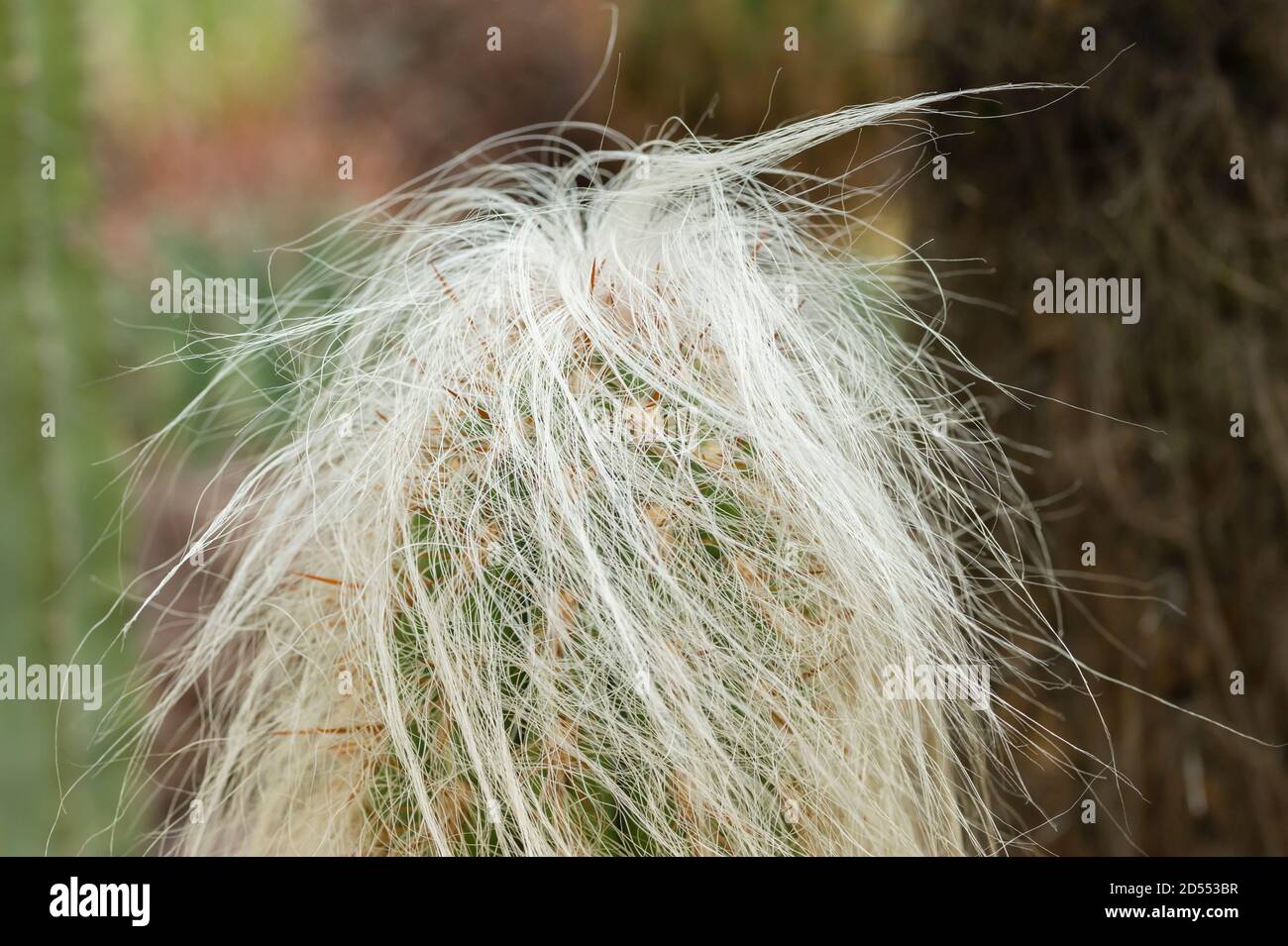 Oreocereus celsianus, old man of the mountain is a plant member of the family Cactaceae Stock Photo