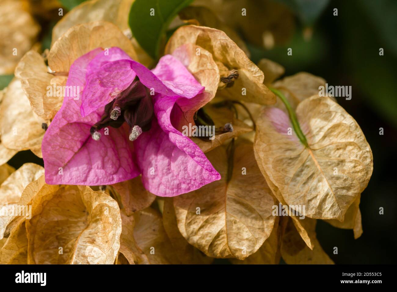 Bougainvillea spectabilis fresh flower among dried flowers Stock Photo -  Alamy