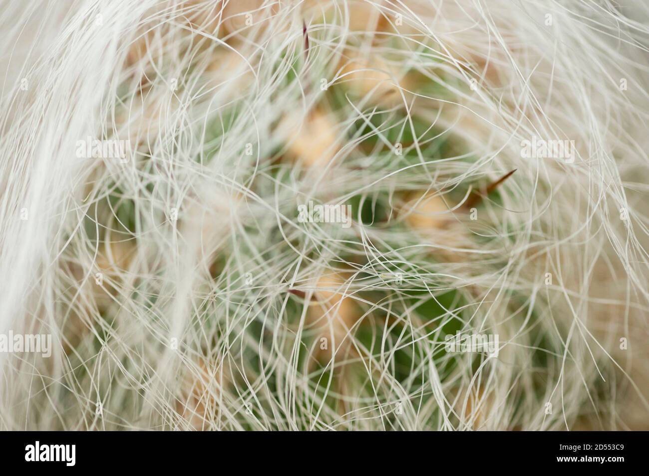 Oreocereus celsianus, old man of the mountain is a plant member of the family Cactaceae Stock Photo