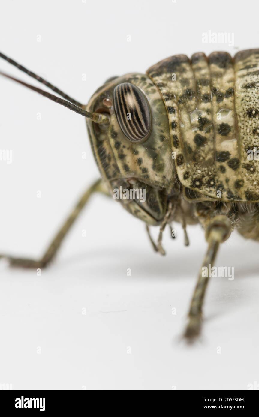Isolated short-horned grasshopper, locust, on white background Stock Photo