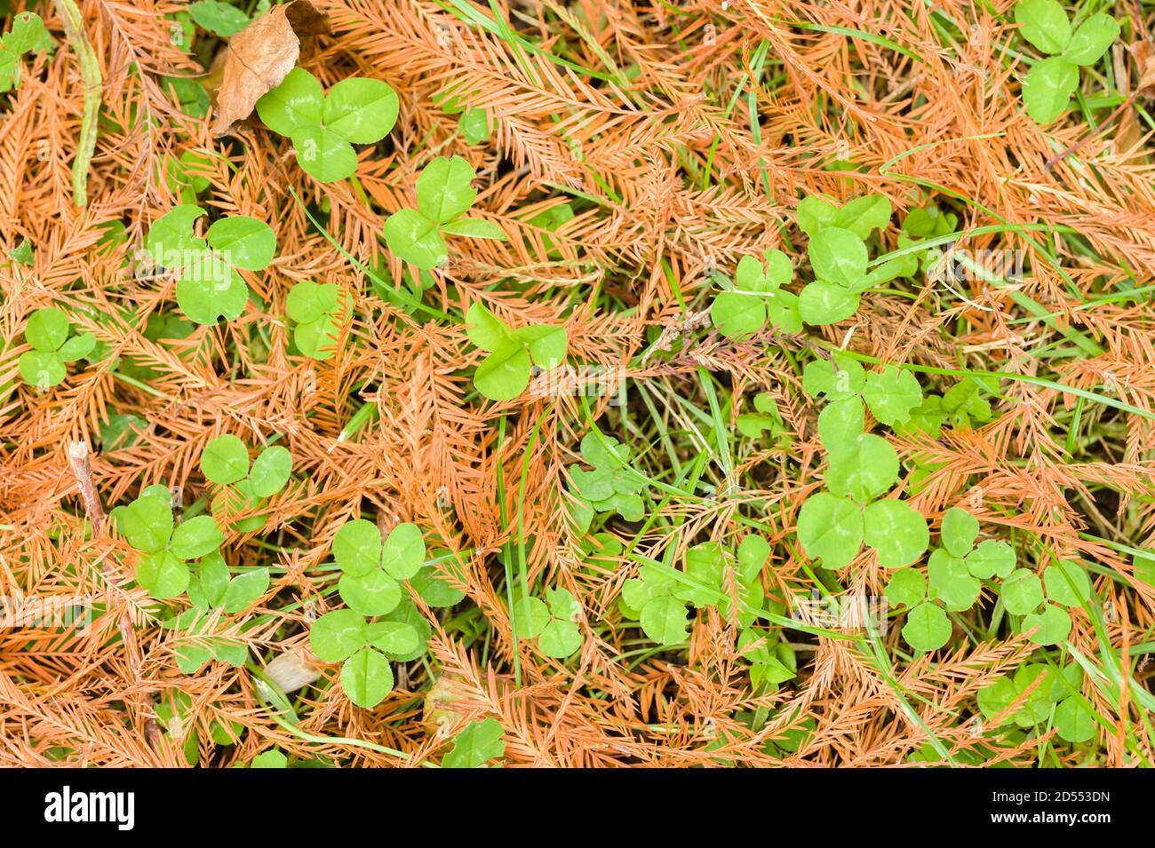 Taxodium disticum tree leaves fallen on clover grass Stock Photo Alamy