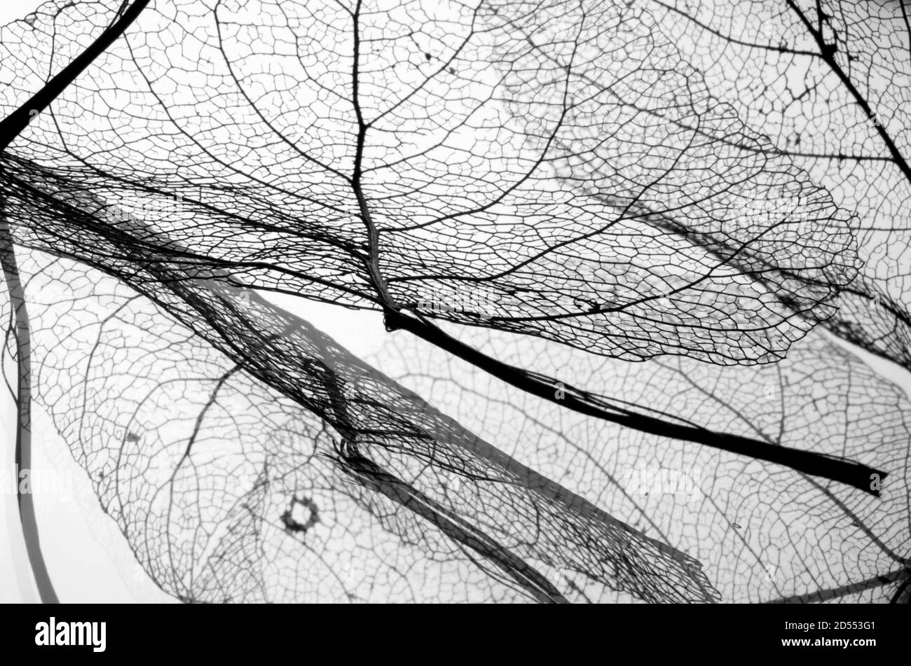 leaf vein texture background abstract Stock Photo