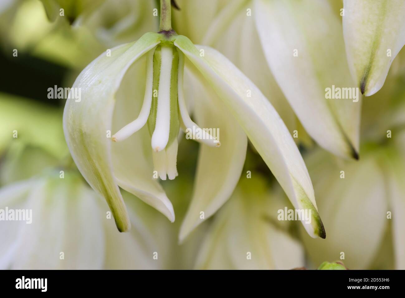 Detail of inside of the Yucca plant flower Stock Photo