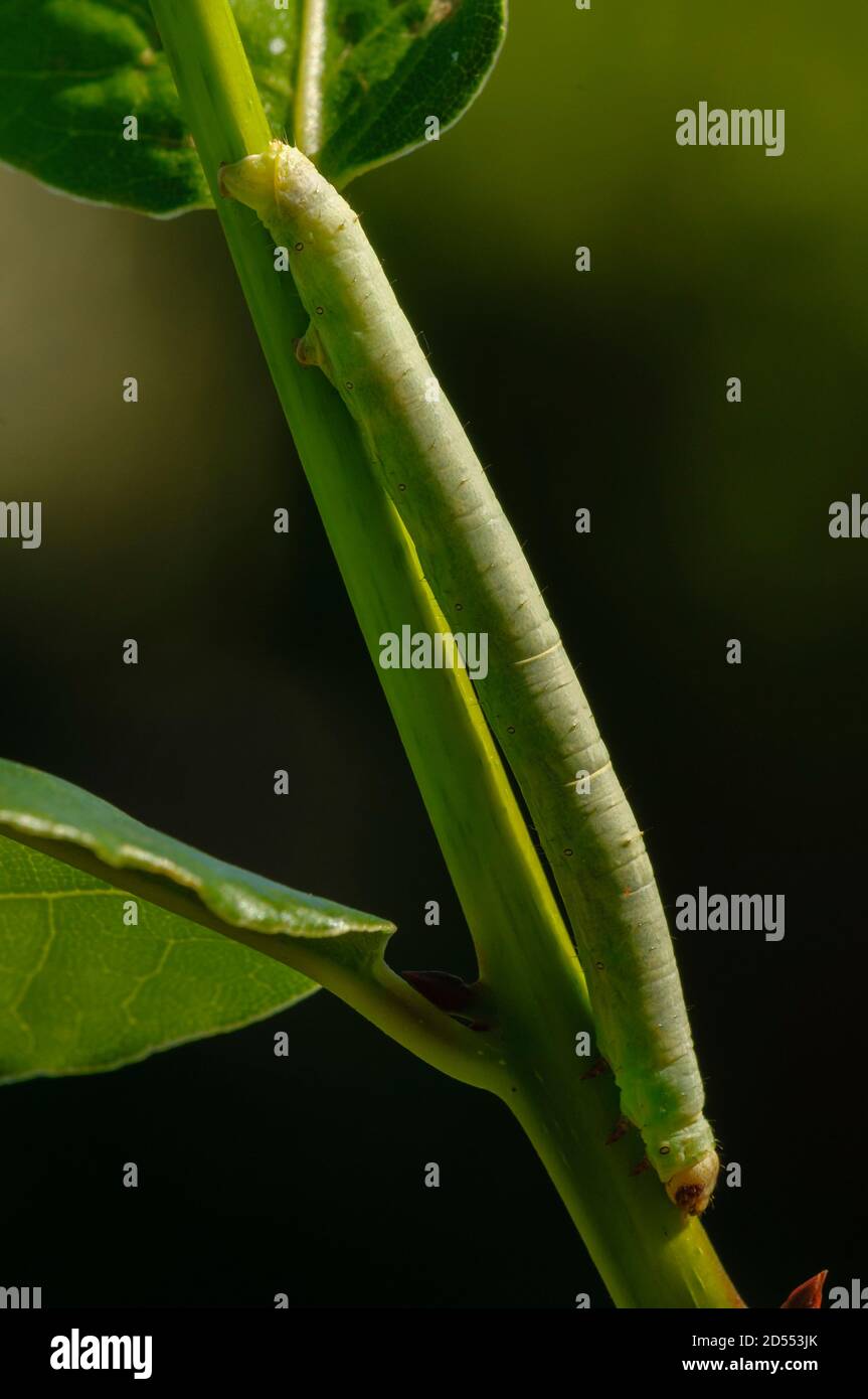 Green Geometridae caterpillar on plant stick Stock Photo