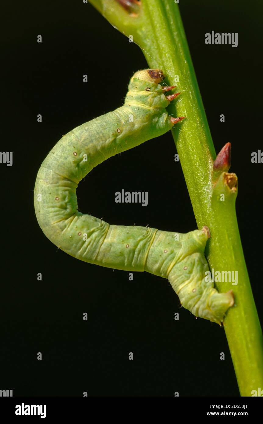Green Geometridae caterpillar on plant stick Stock Photo