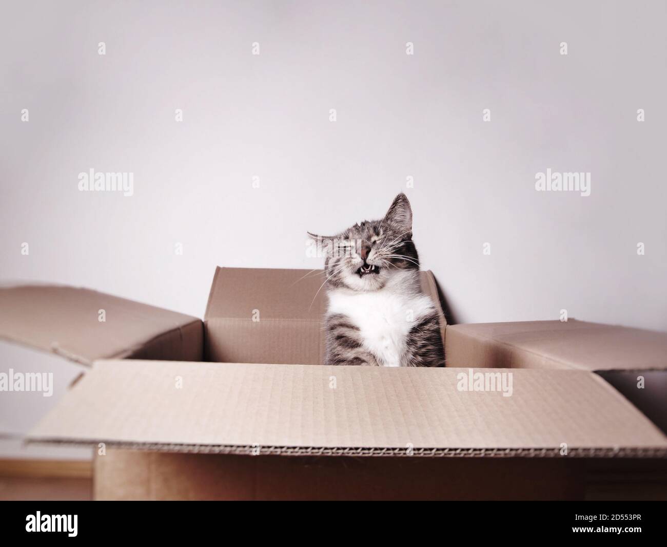 funny laughing cat in a cardboard box or carton with copy space Stock Photo