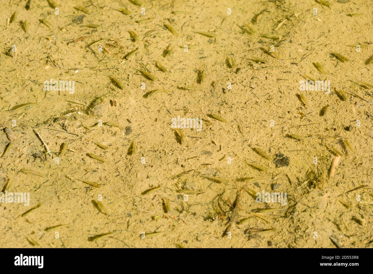 Freshwater small fishes camouflage on bottom sand of a pond, Gambusia affinis, mosquitofish Stock Photo