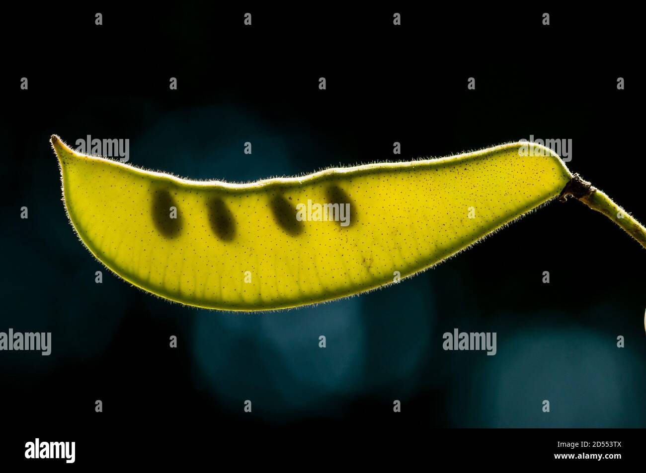 Seed pod in backlight of Mimosa plant Stock Photo Alamy