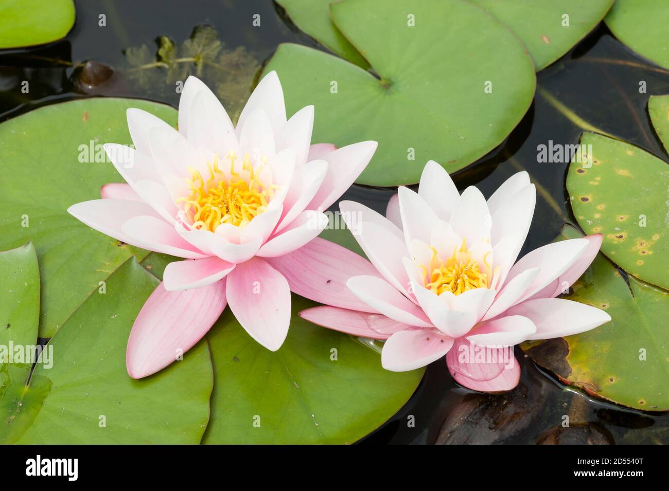Water lily flowers with green leaves on pond surface Stock Photo - Alamy