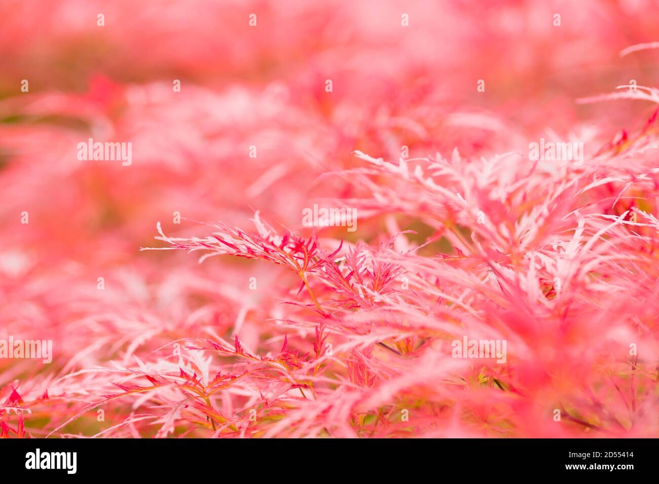 Close up of red japanese maple tree Stock Photo - Alamy