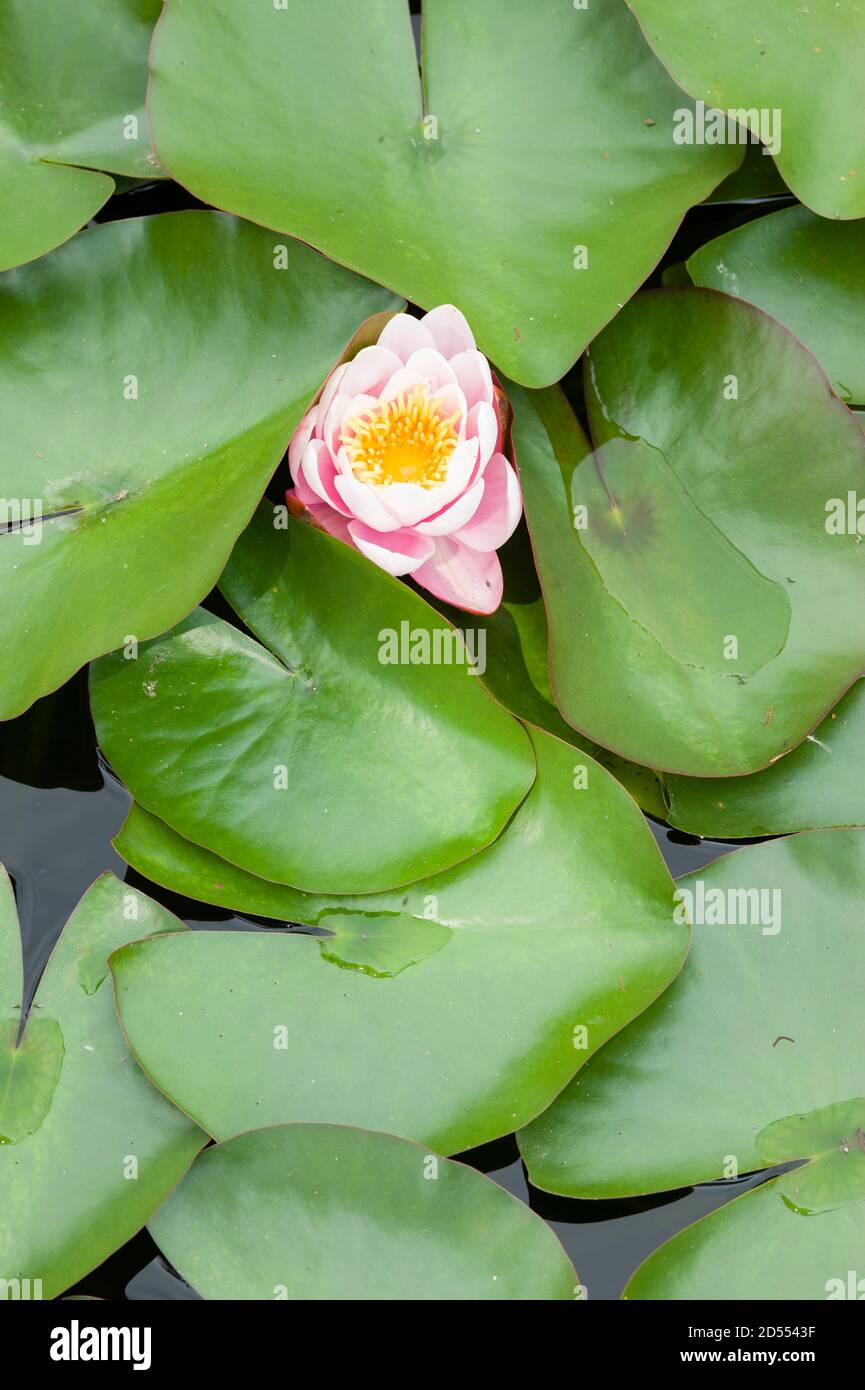 Water lily flowers with green leaves on pond surface Stock Photo - Alamy