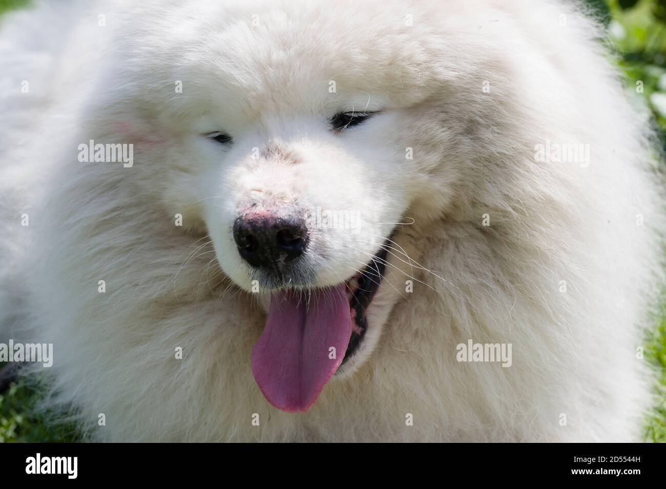 Simonian Dog Samoyed dog closeup, large, long-haired white dog from Siberia Stock ...