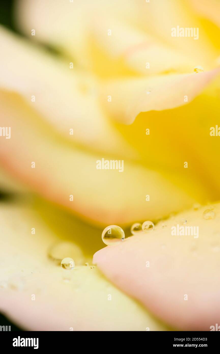 Yellow rose rosa dew drops hi-res stock photography and images - Alamy