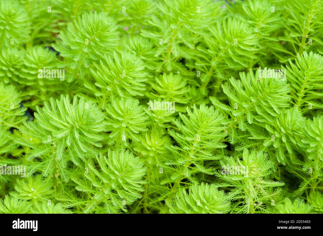 Myriophyllum, watermilfoil, freshwater aquatic plants. Stock Photo