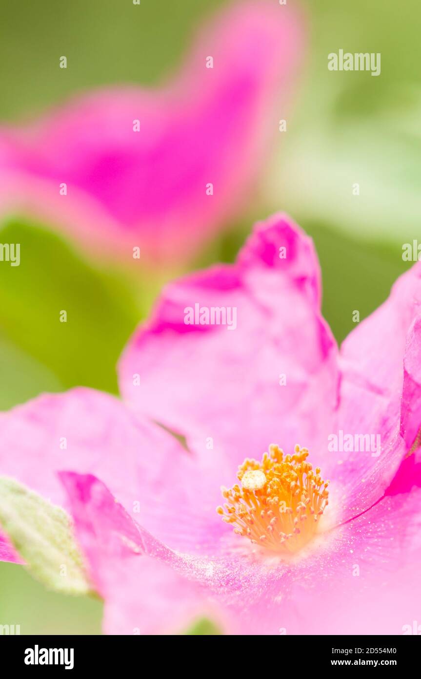 Pink Rockrose flowers under the sun Stock Photo Alamy