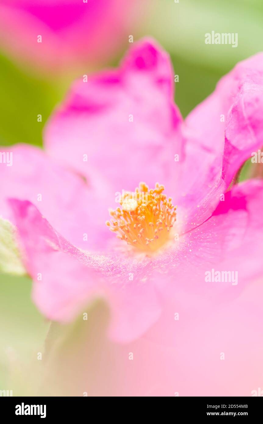 Pink Rockrose flowers under the sun Stock Photo Alamy