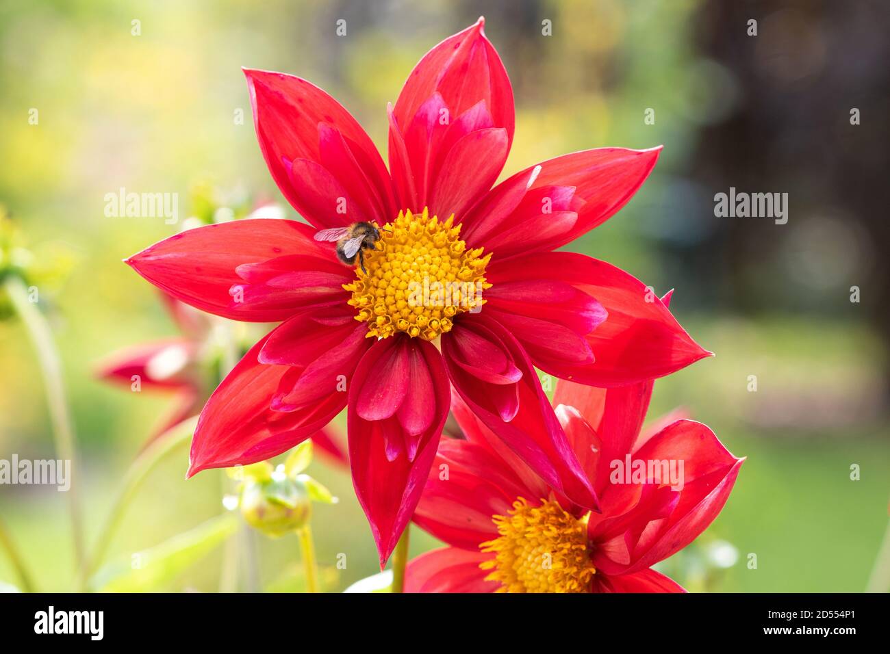 bee on red dahlia flower Mars macro Stock Photo