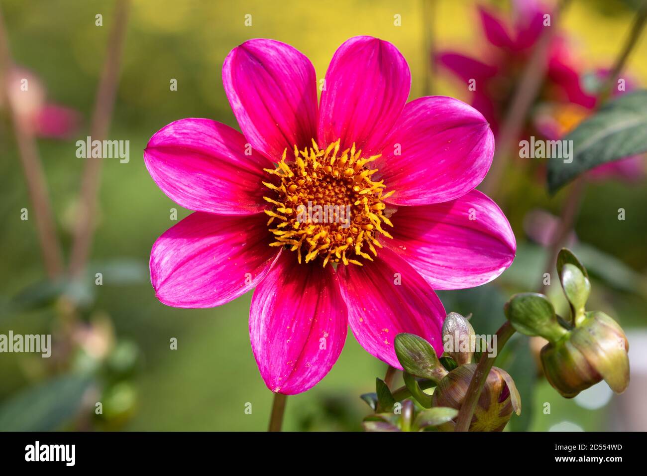 not filled dahlia flower in pink Hypnose Stock Photo
