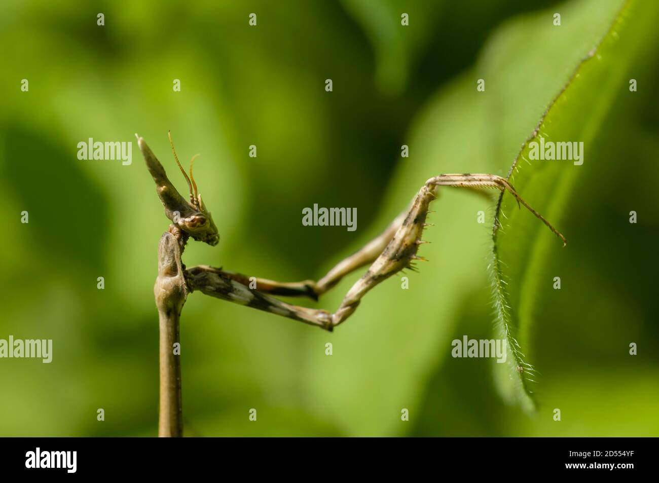 Mediterranean conehead mantis insect, Empusa pennata Stock Photo Alamy