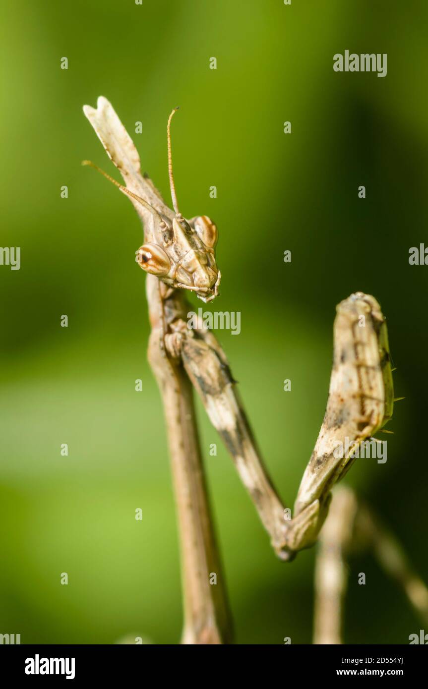 Mediterranean conehead mantis insect, Empusa pennata Stock Photo