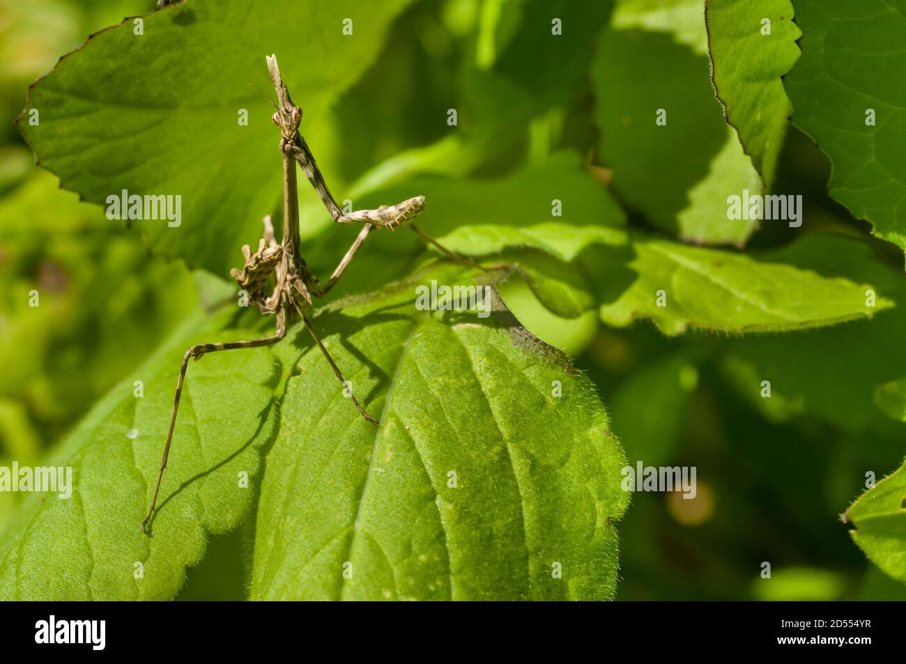 Mediterranean conehead mantis insect, Empusa pennata Stock Photo Alamy