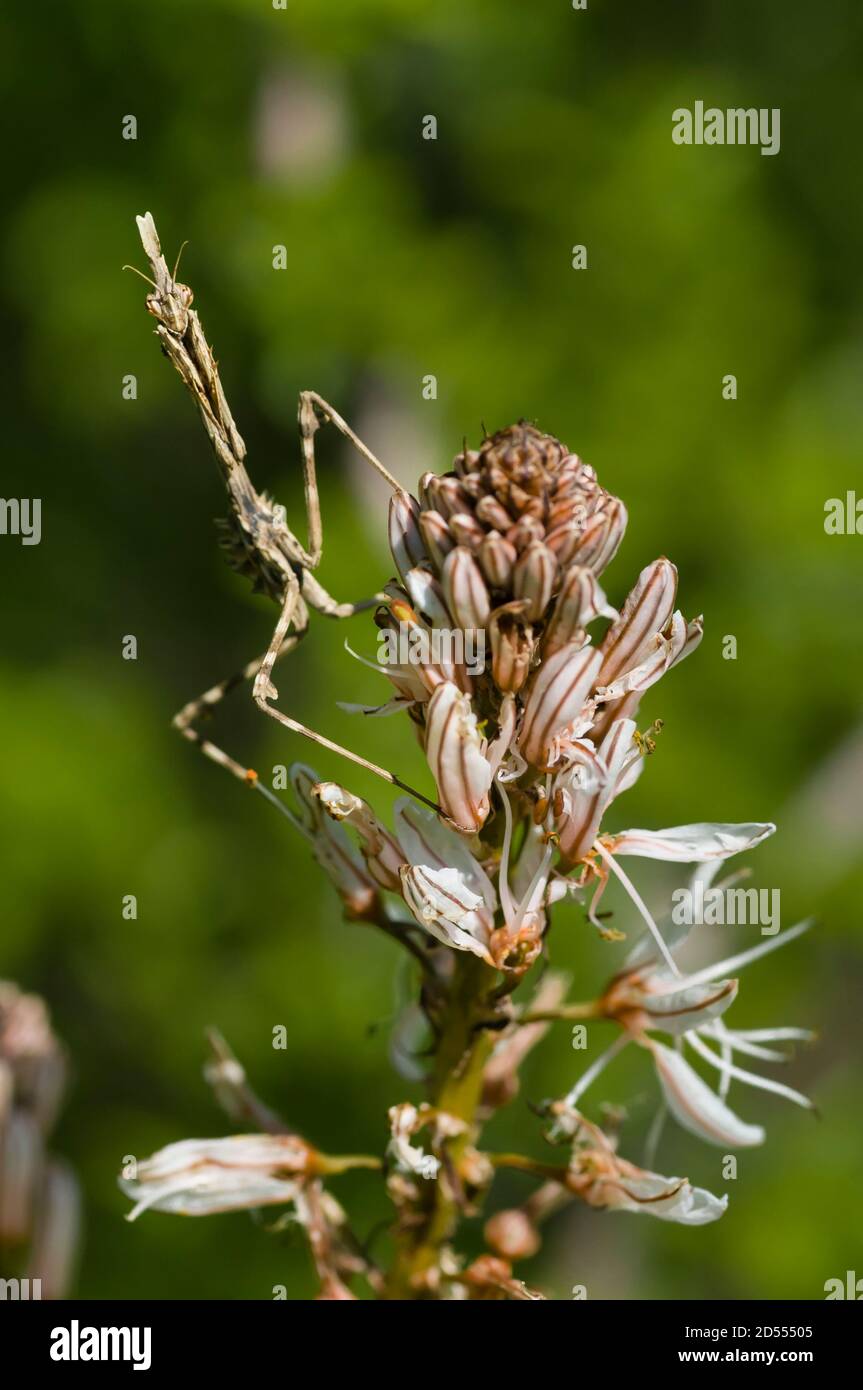 Mediterranean conehead mantis insect, Empusa pennata Stock Photo Alamy