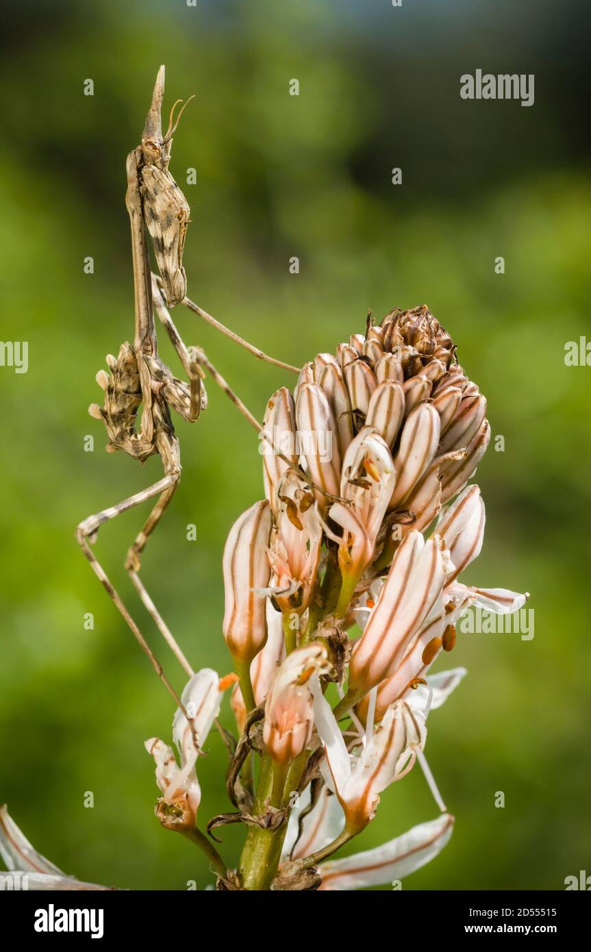 Mediterranean conehead mantis insect, Empusa pennata Stock Photo