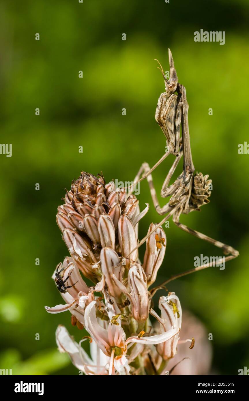 Mediterranean conehead mantis insect, Empusa pennata Stock Photo