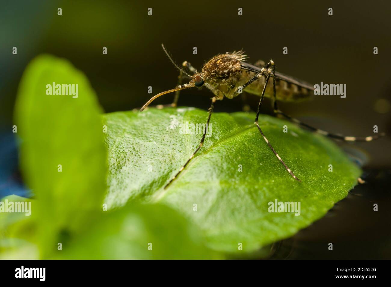 Korean mosquito, Aedes koreicus, accidentally introduced in Europe in 2008 Stock Photo